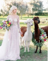 Lumi & Lando the Alpacas on a Wedding Shoot.